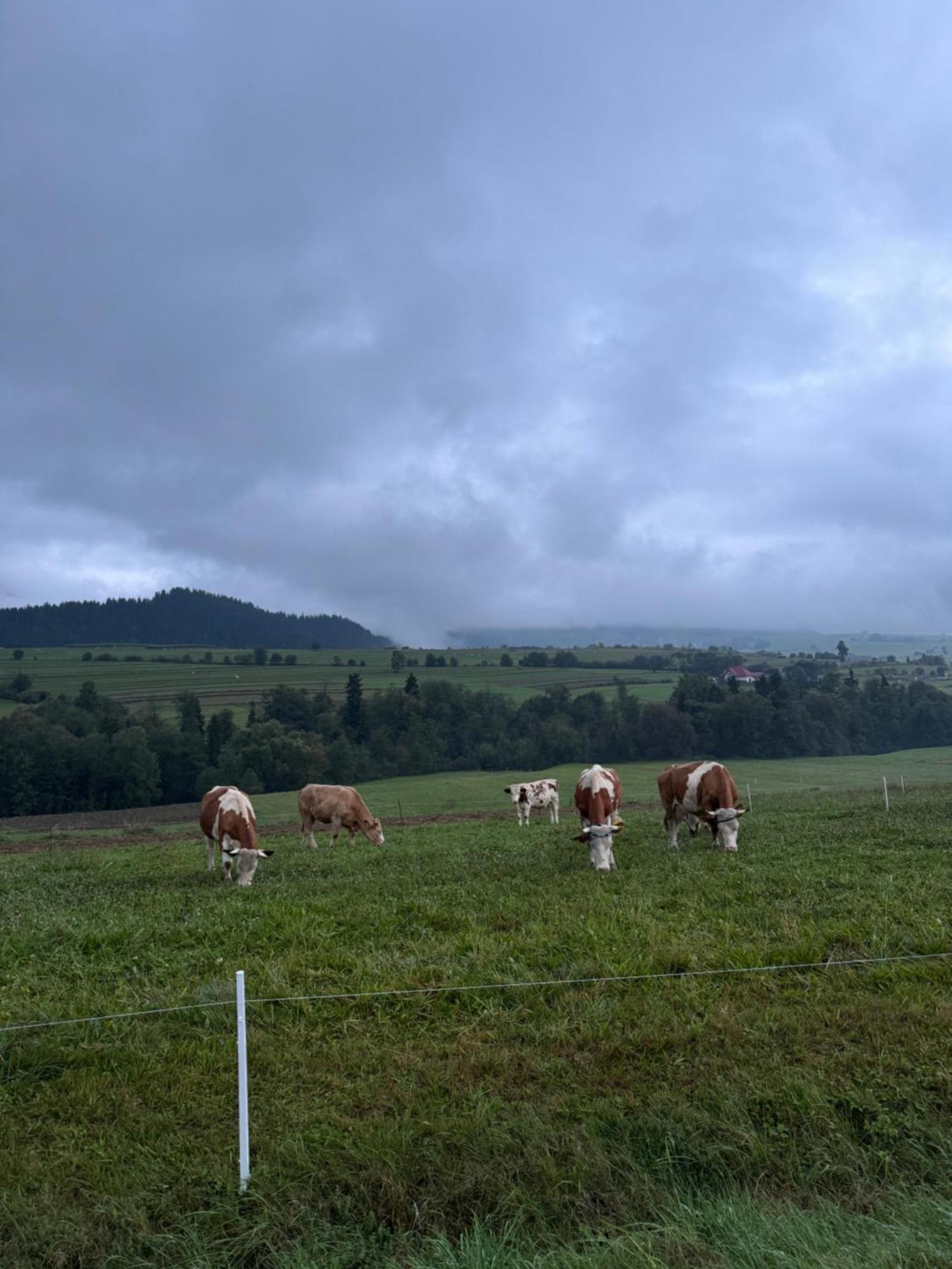 Agroturystyczne Papiernia * Niedzwiedz